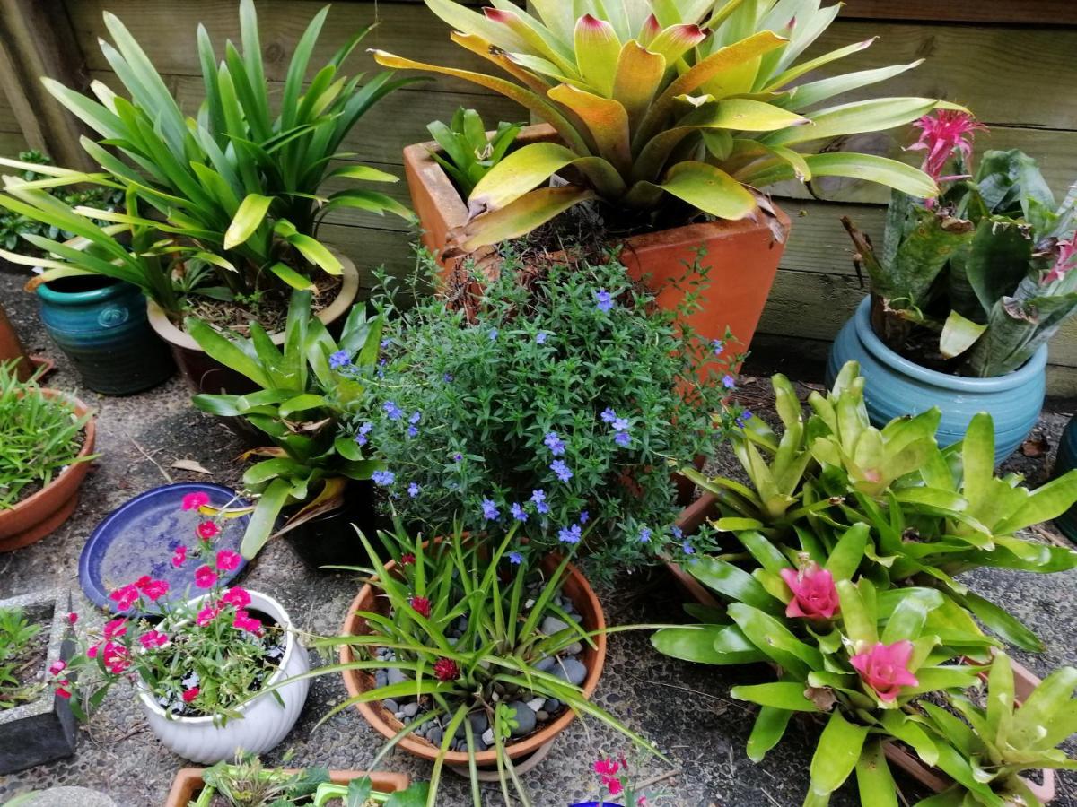 Double Room With Shared Bathroom Auckland Exterior foto